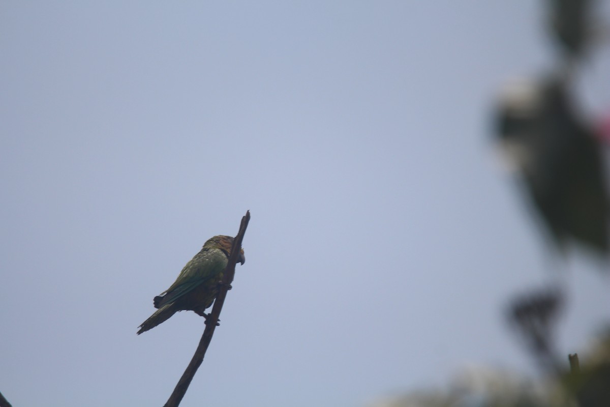 Brown-throated Parakeet - ML621615406