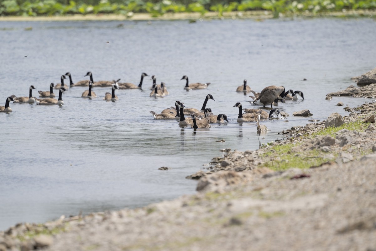 Canada Goose - Kurt Holz