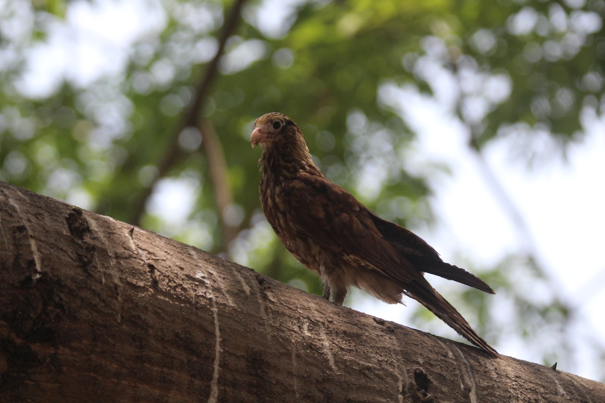 Caracara Chimachima - ML621615485