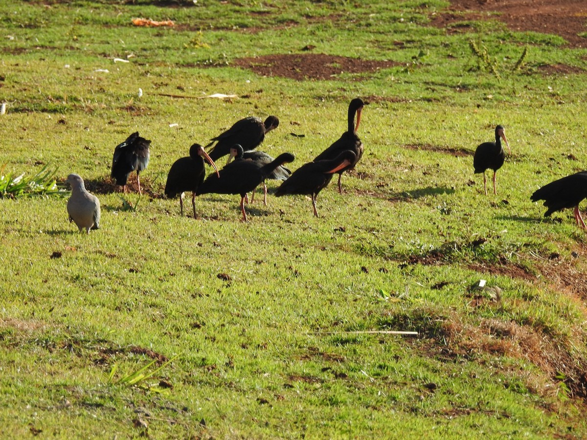 Bare-faced Ibis - ML621615503