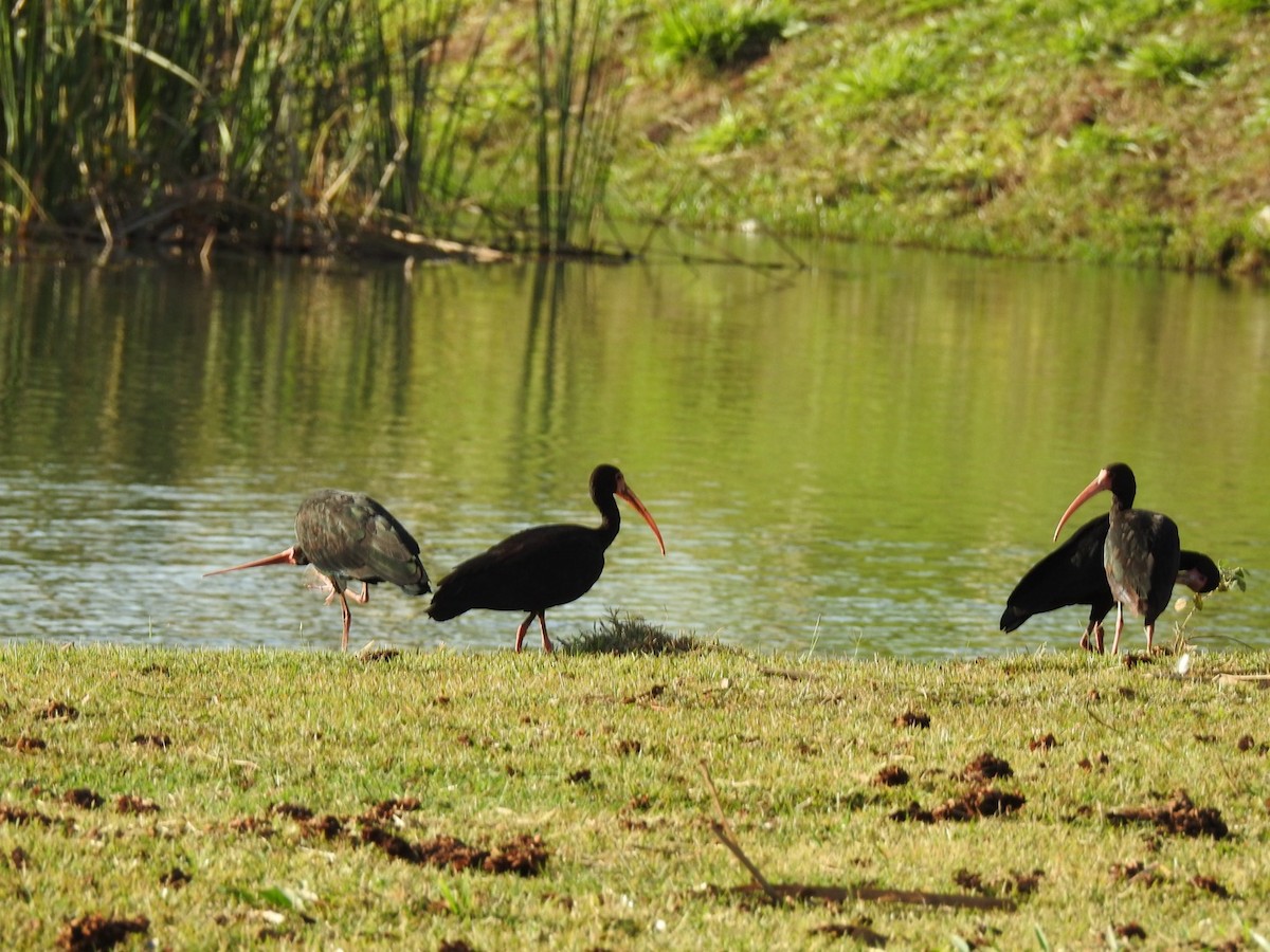 Bare-faced Ibis - Antonella Bordin