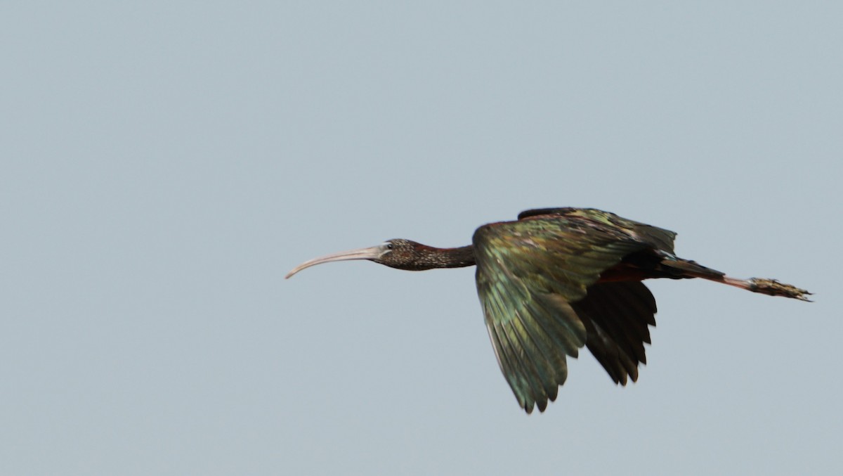 Glossy Ibis - ML621615533