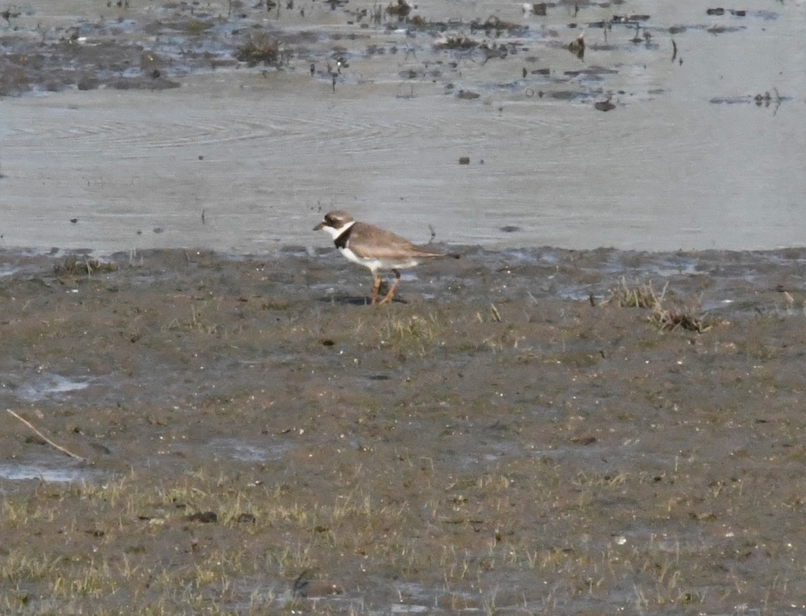 Semipalmated Plover - ML621615607