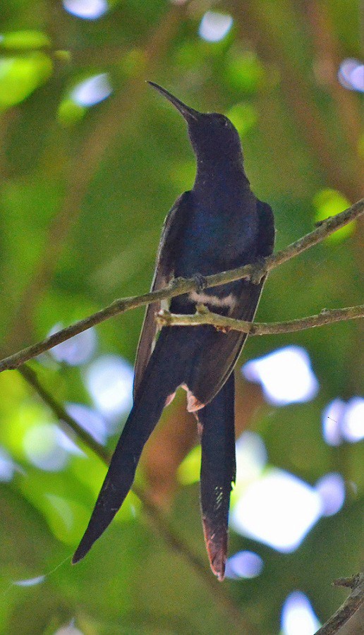 Swallow-tailed Hummingbird - ML621615609