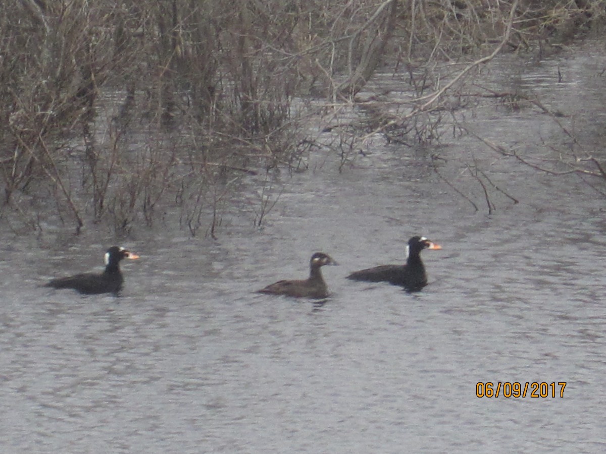 Surf Scoter - ML62161561