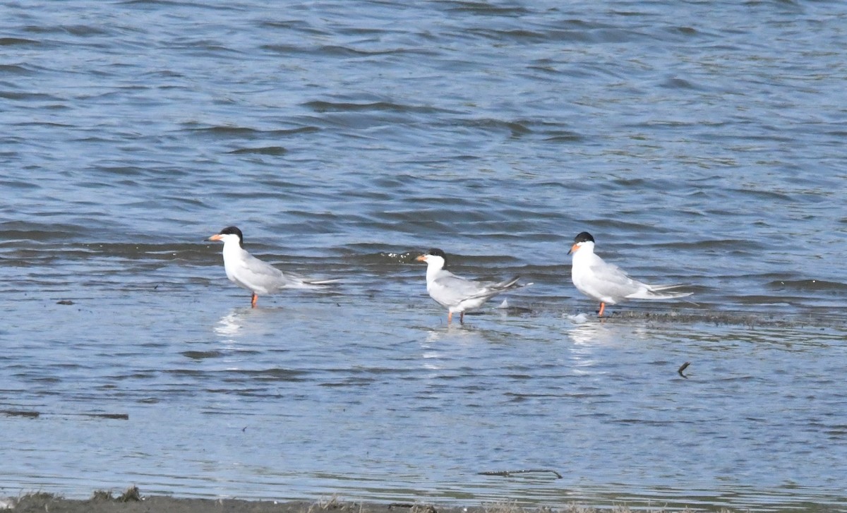 Forster's Tern - ML621615647