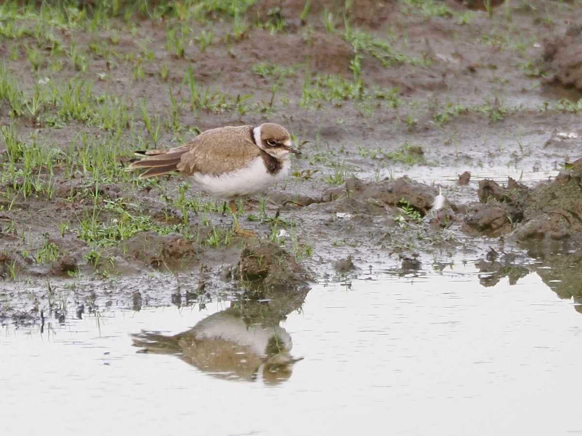 Little Ringed Plover - ML621615701