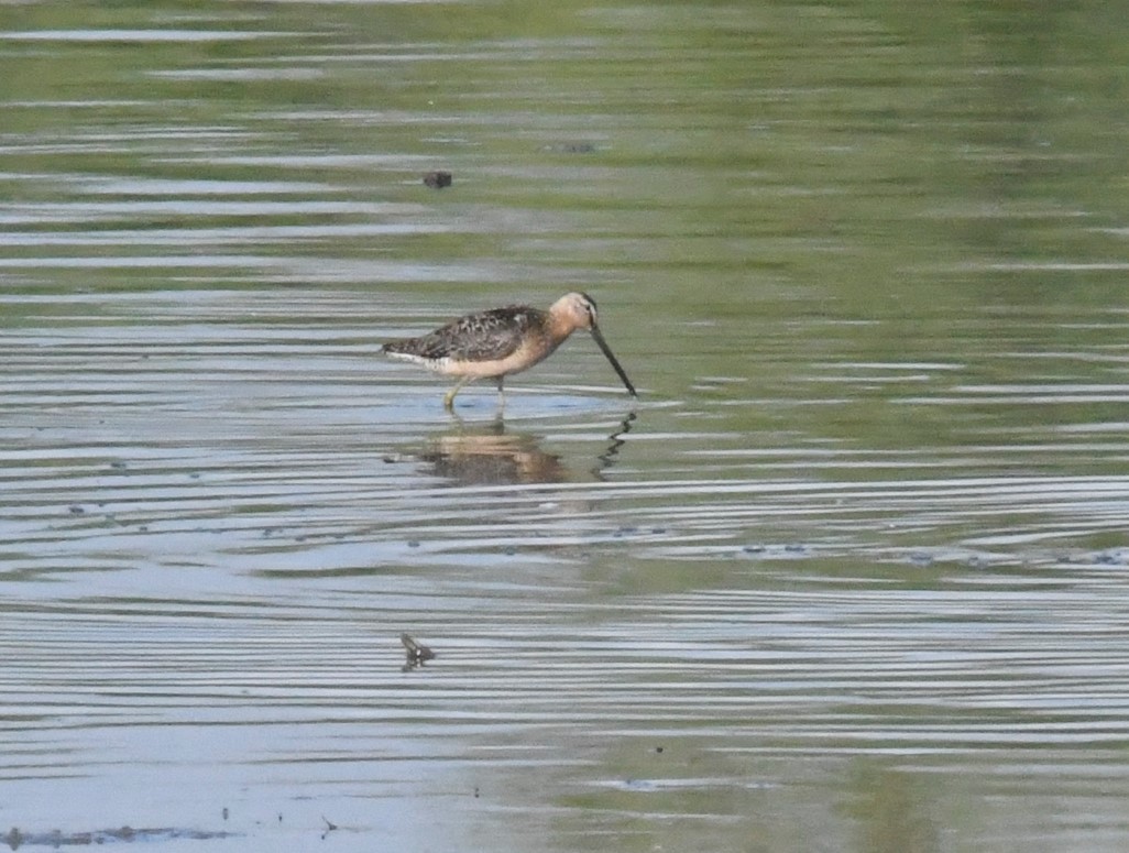 Long-billed Dowitcher - ML621615744