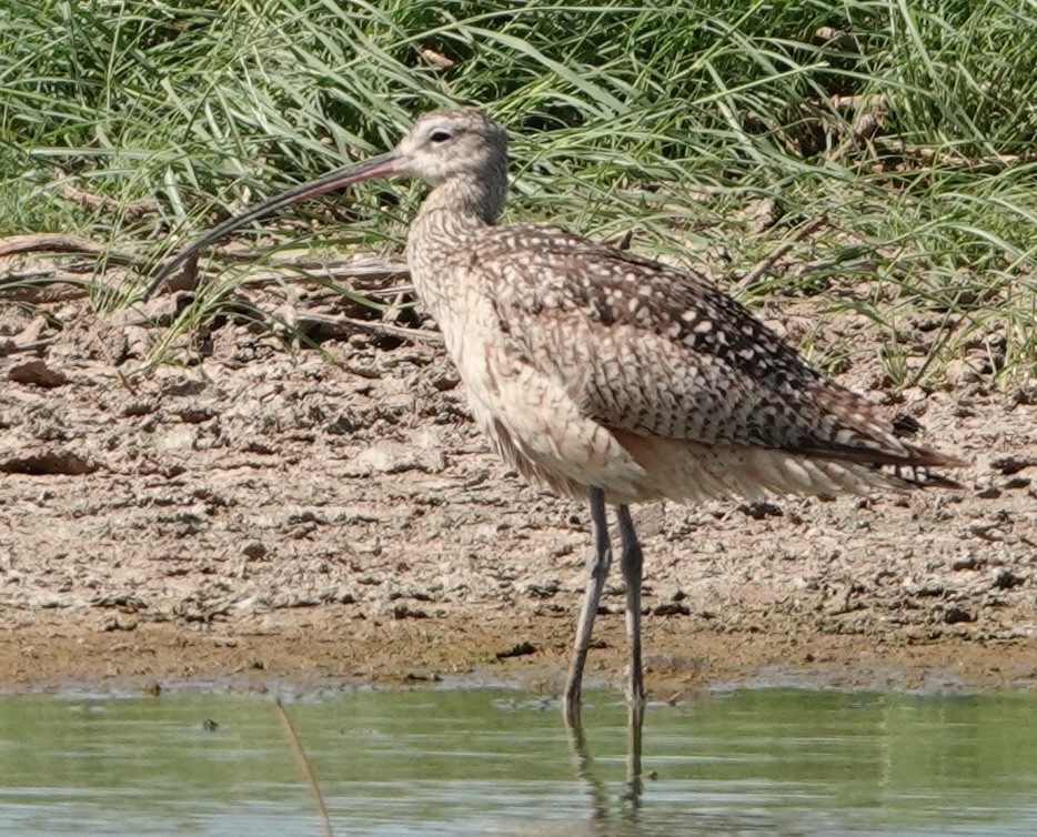 Long-billed Curlew - David McDonald