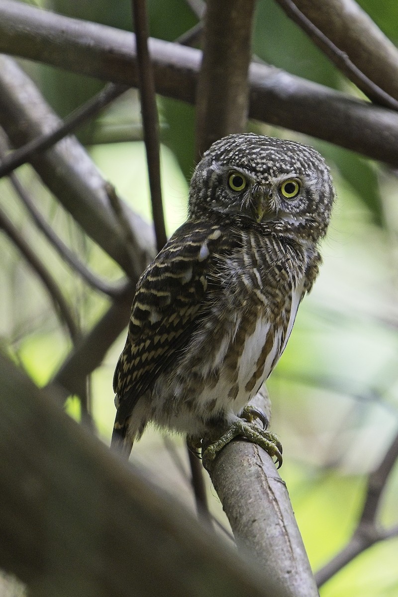 Collared Owlet - ML621615863