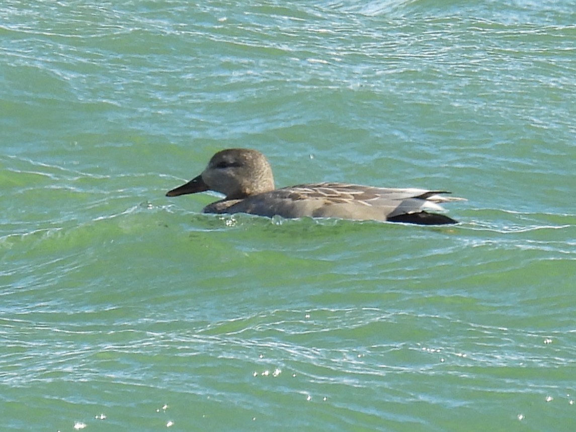 Gadwall - ML621616103