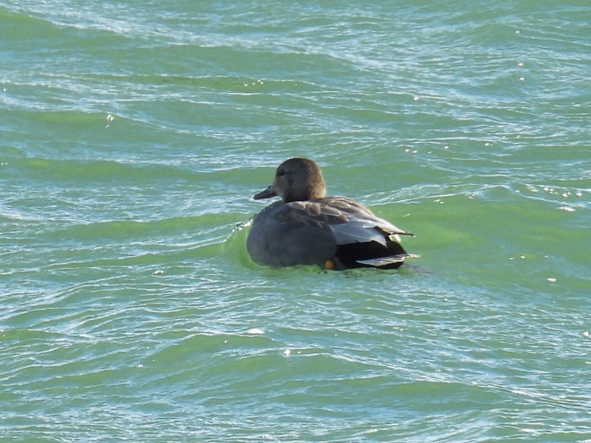 Gadwall - ML621616104