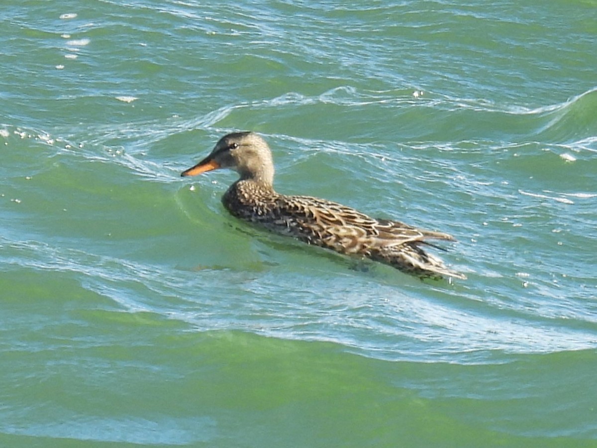 Gadwall - ML621616105