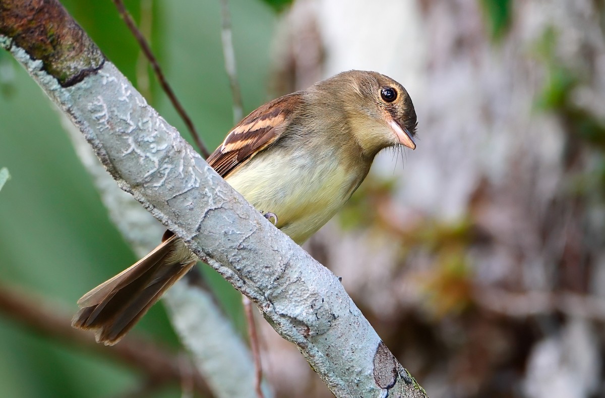 Euler's Flycatcher - ML621616116