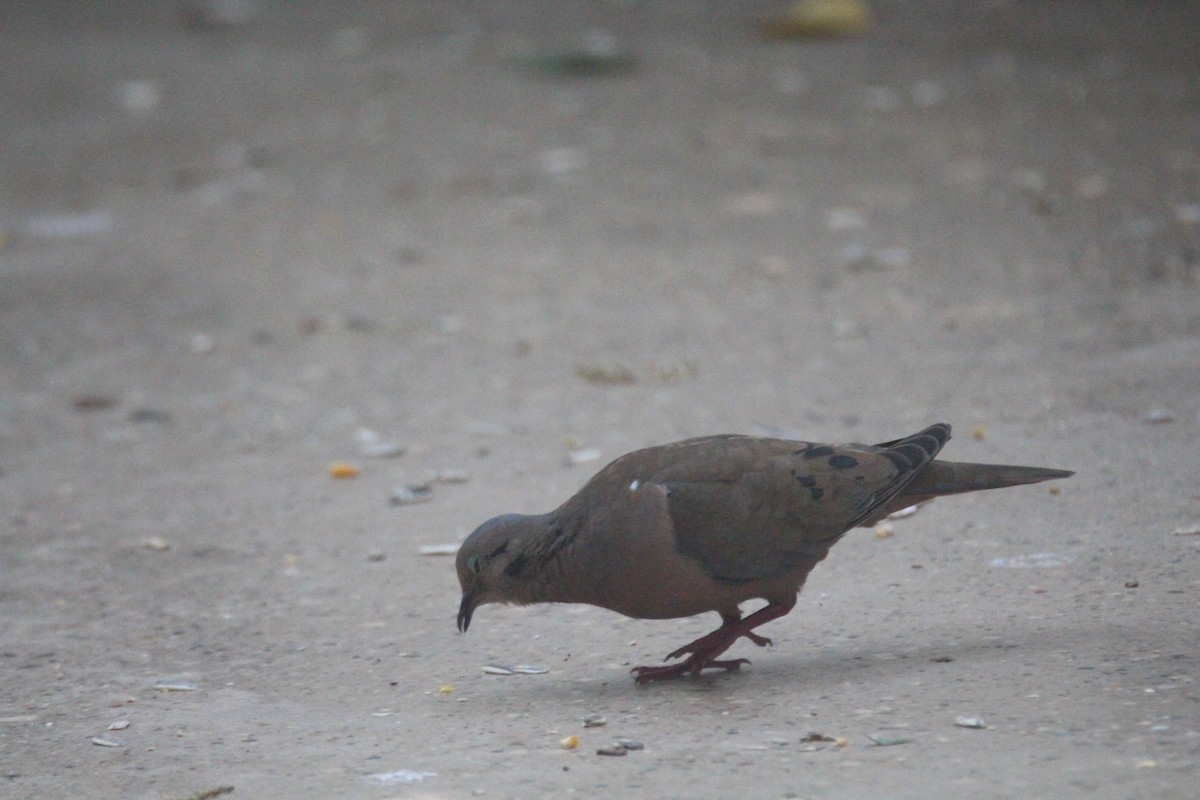 Eared Dove - ML621616143