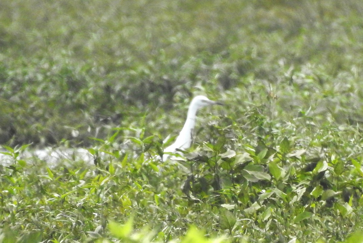 Little Blue Heron - ML621616165