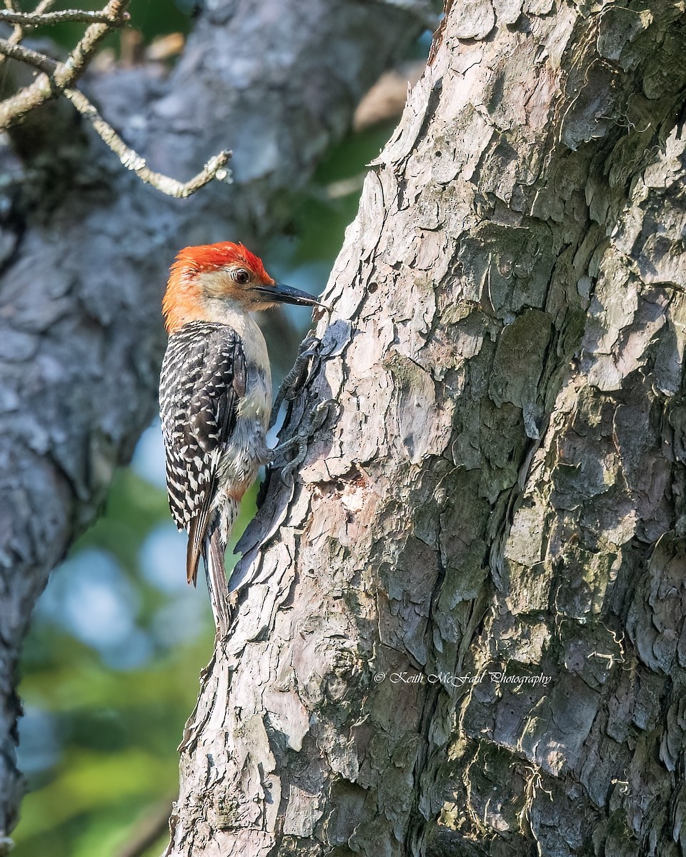 Red-bellied Woodpecker - ML621616265