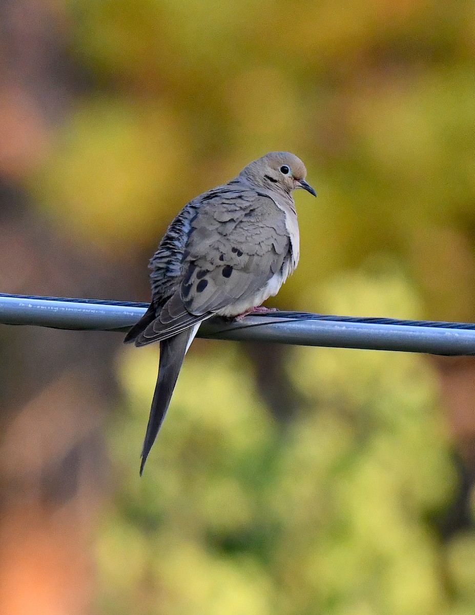 Mourning Dove - ML621616329