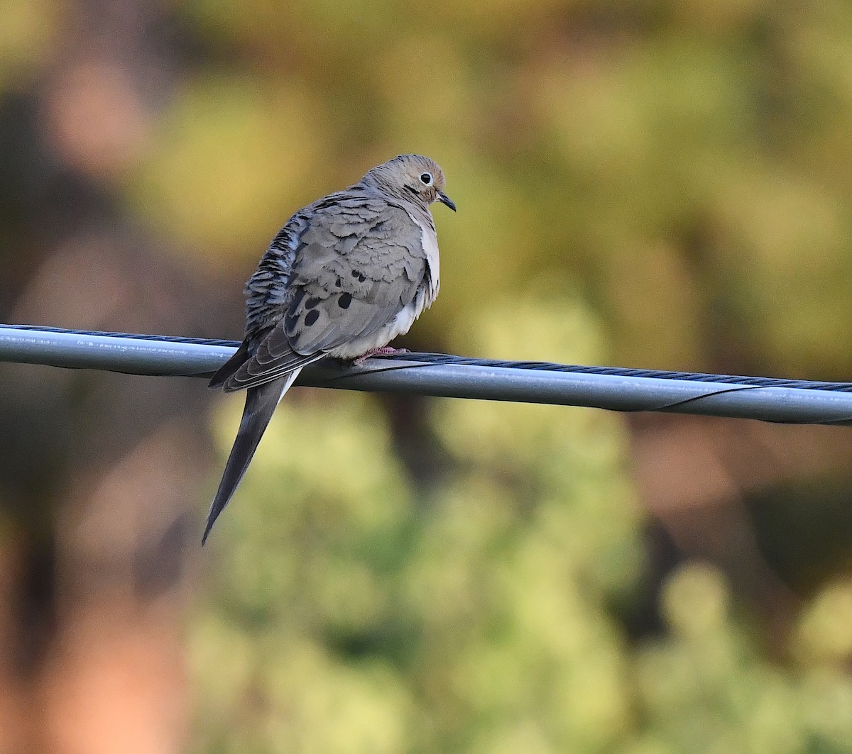 Mourning Dove - ML621616330