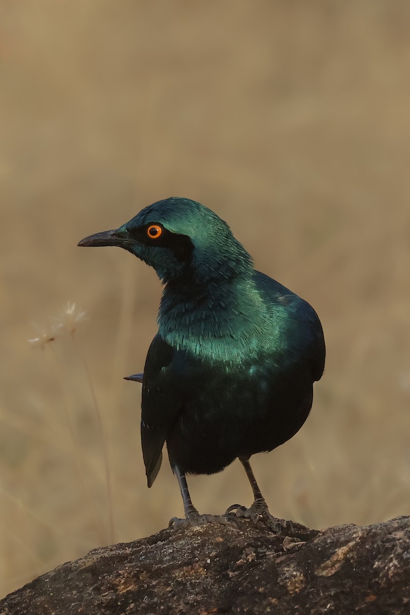 Lesser Blue-eared Starling - ML621616412