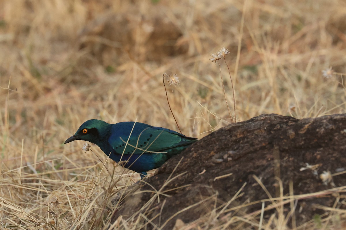 Lesser Blue-eared Starling - ML621616413