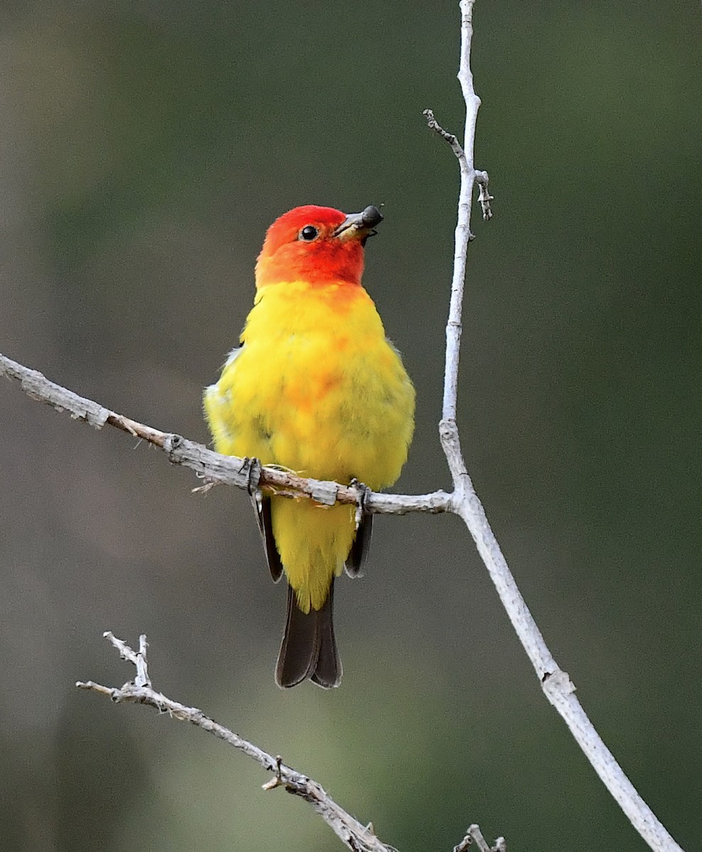 Western Tanager - ML621616433
