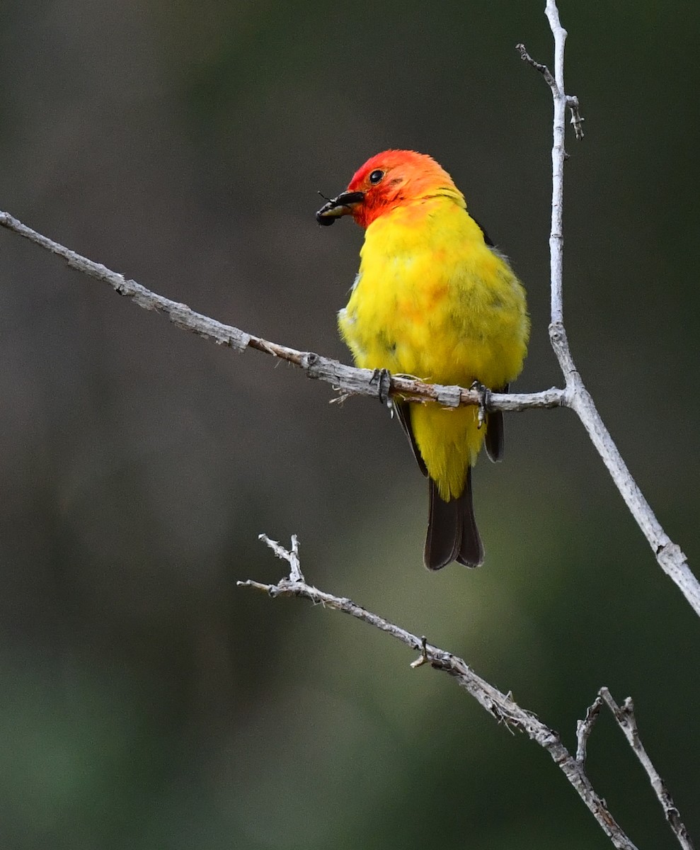 Western Tanager - ML621616434
