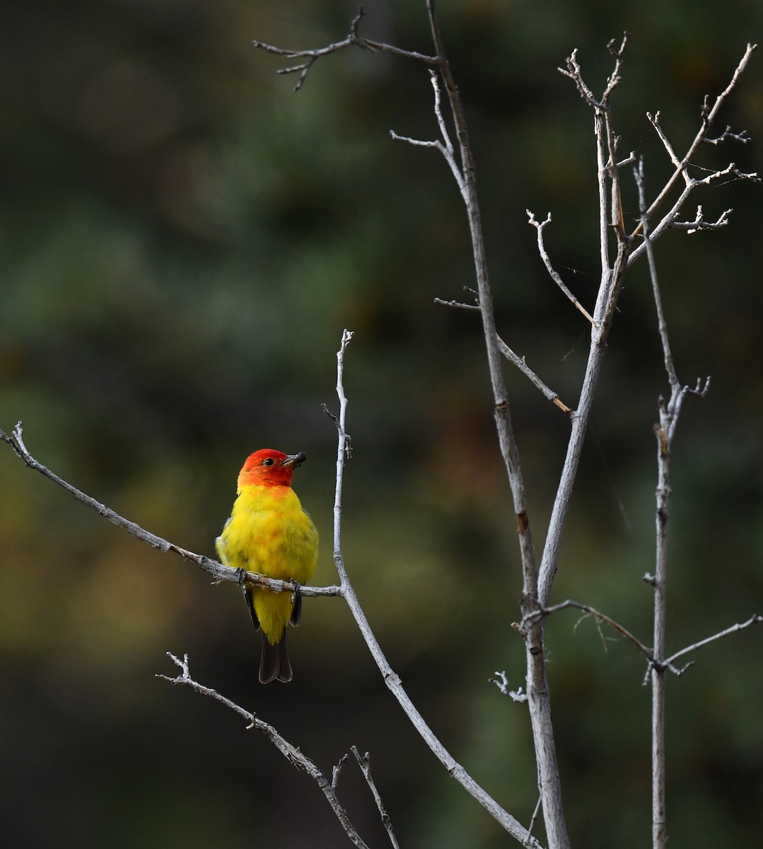 Western Tanager - ML621616435