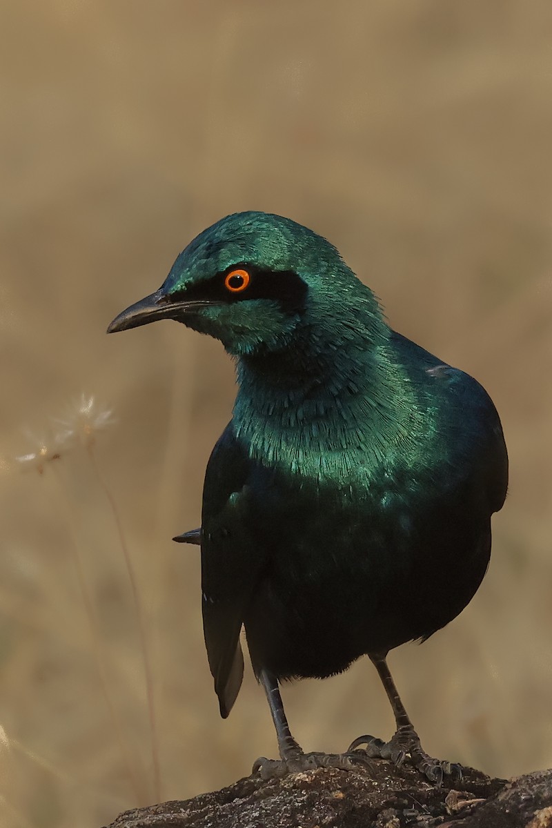 Lesser Blue-eared Starling - ML621616498