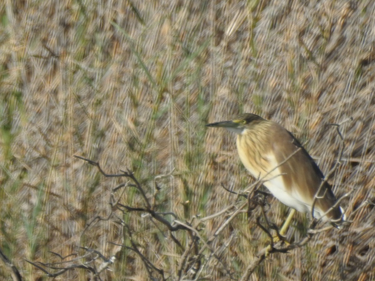 Squacco Heron - ML621616752