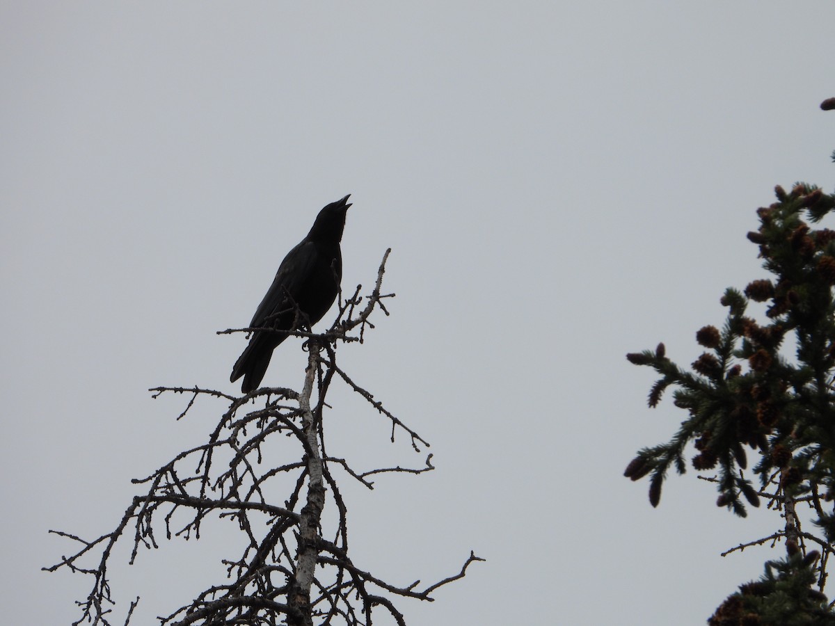 American Crow - ML621616898