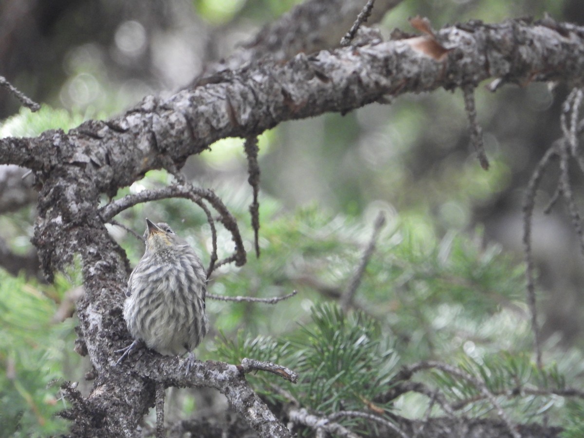 Yellow-rumped Warbler (Audubon's) - ML621616931