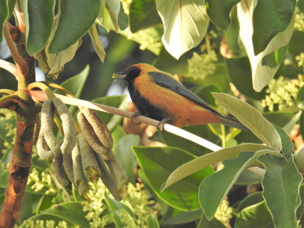 Burnished-buff Tanager - ML621616959