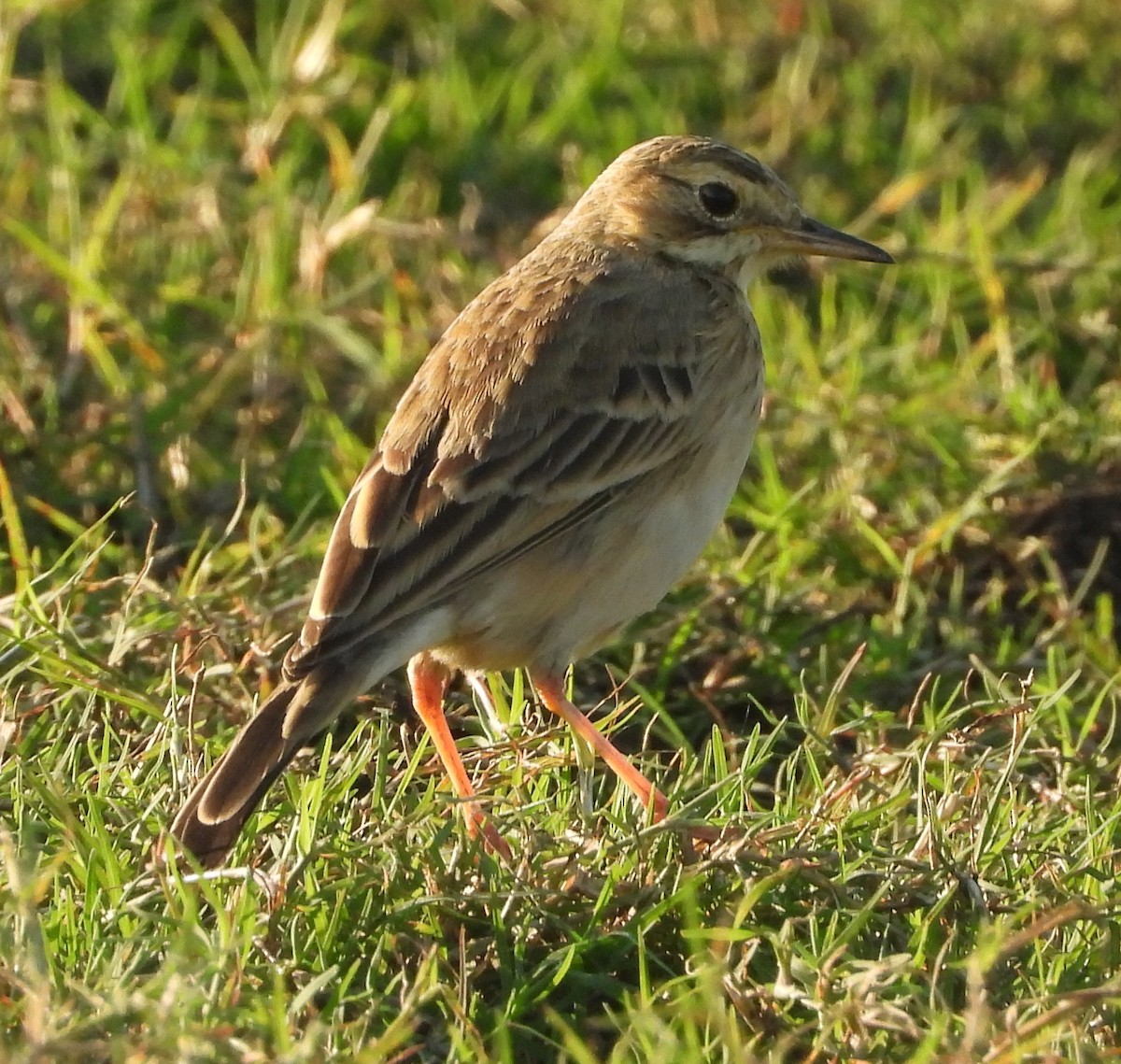 African Pipit - ML621616966