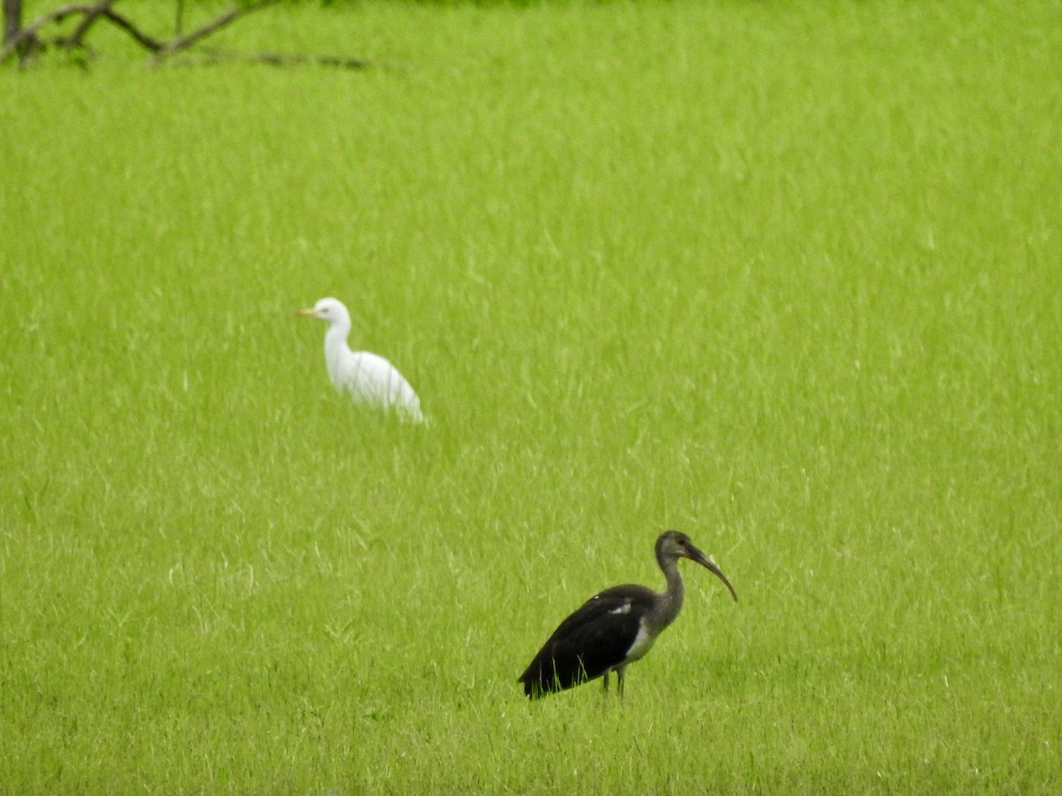 White Ibis - ML621616974