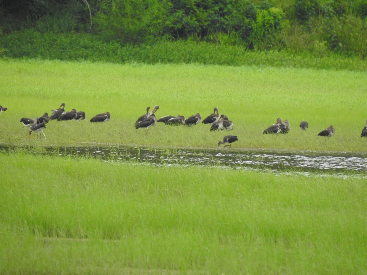 White Ibis - ML621616975
