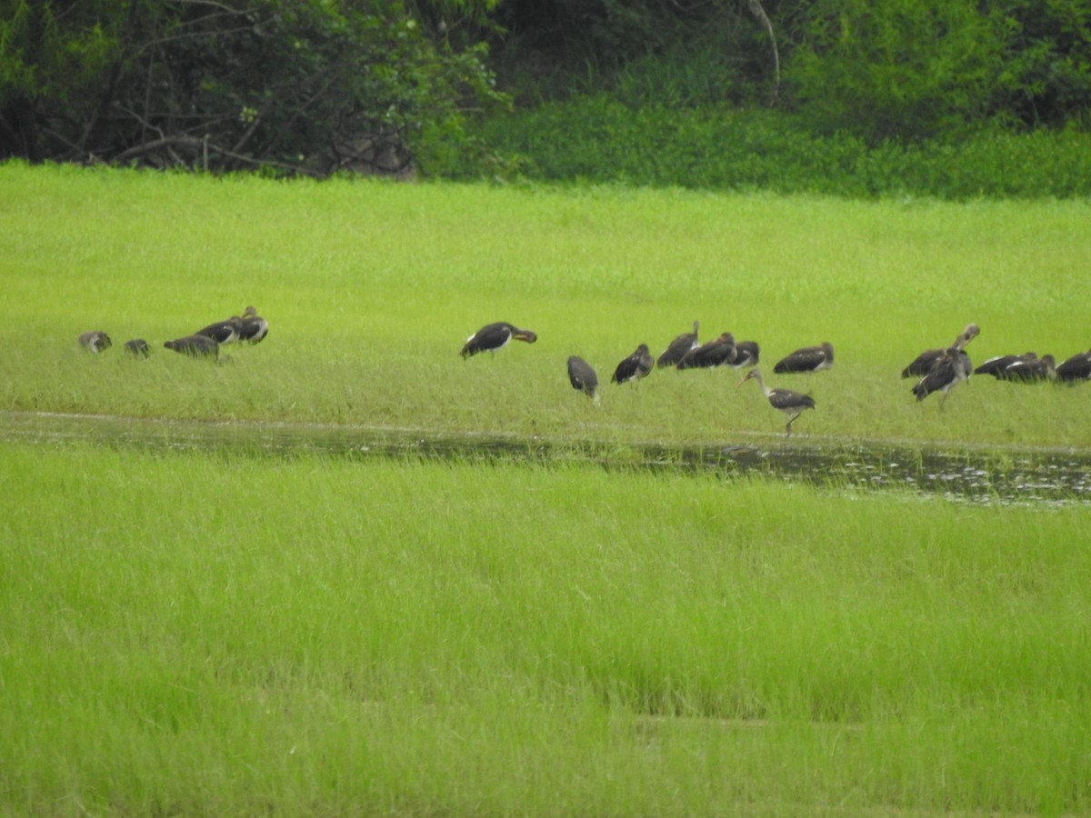 White Ibis - ML621616976
