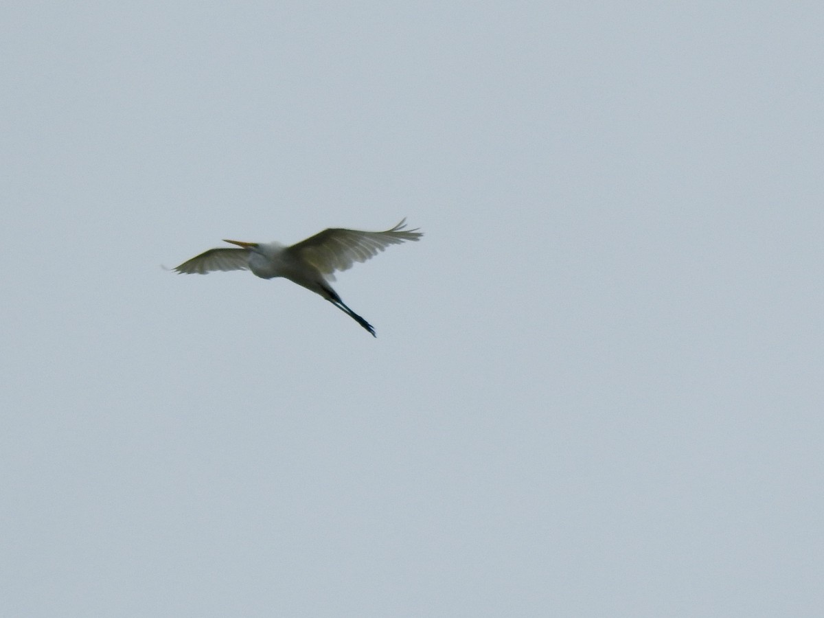 Great Egret - ML621616981