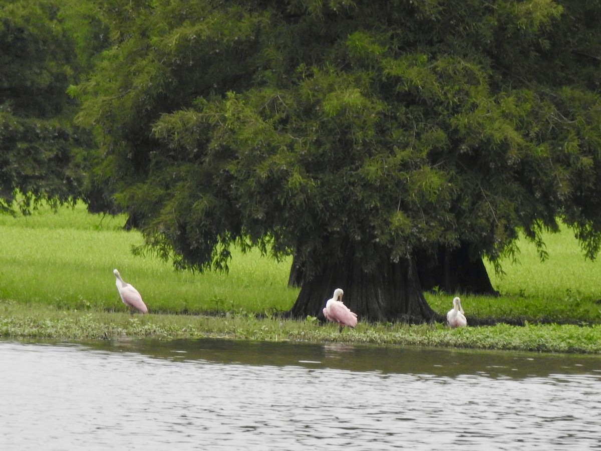 Roseate Spoonbill - ML621616987