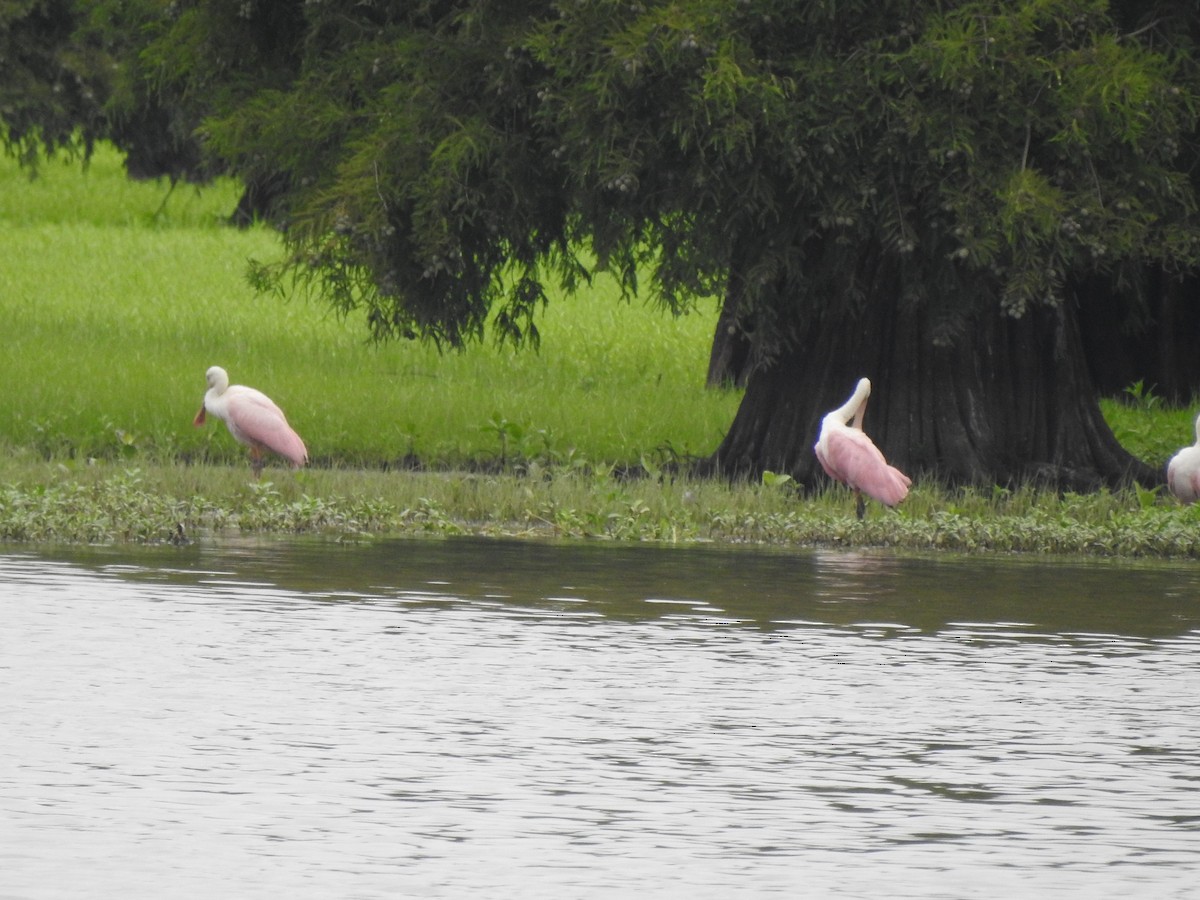 Roseate Spoonbill - ML621616988