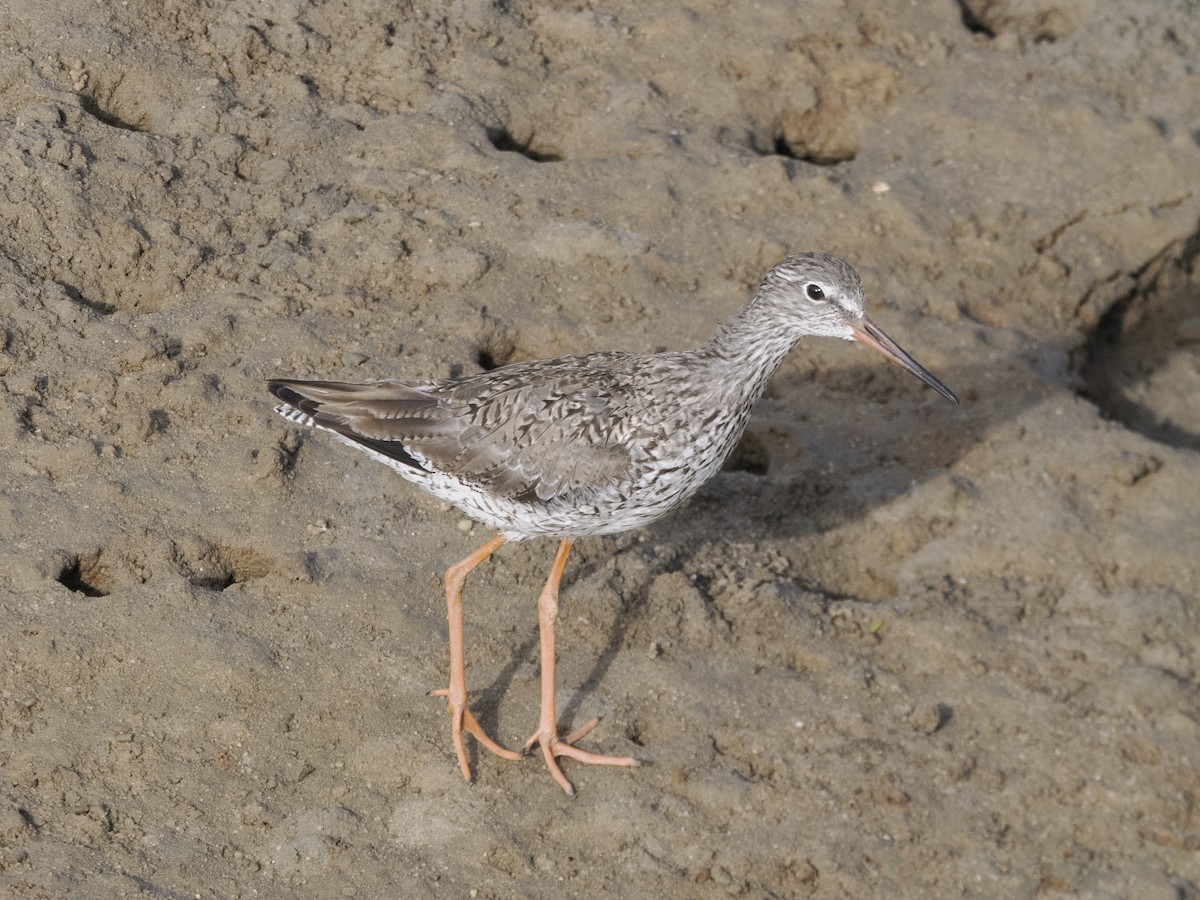 Chevalier gambette - ML621617155