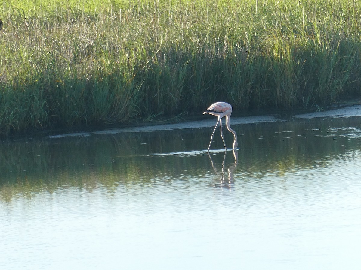 Flamant des Caraïbes - ML621617177
