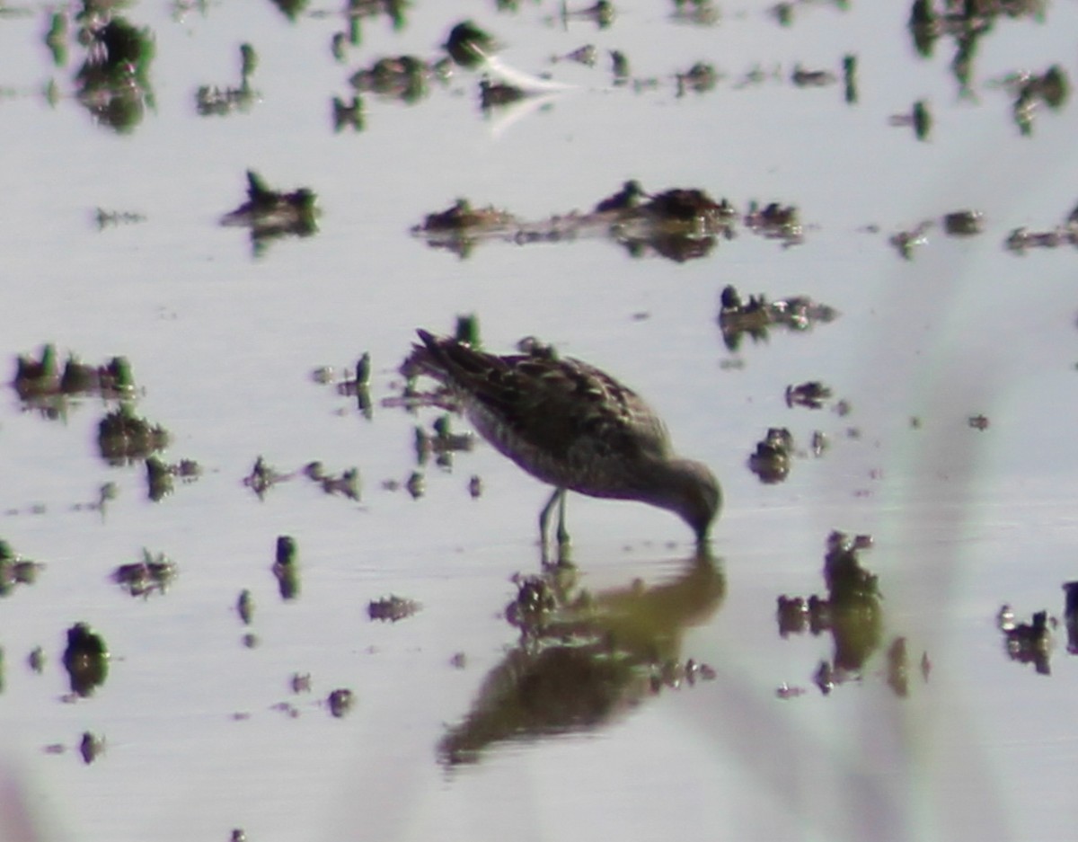 Stilt Sandpiper - ML621617349