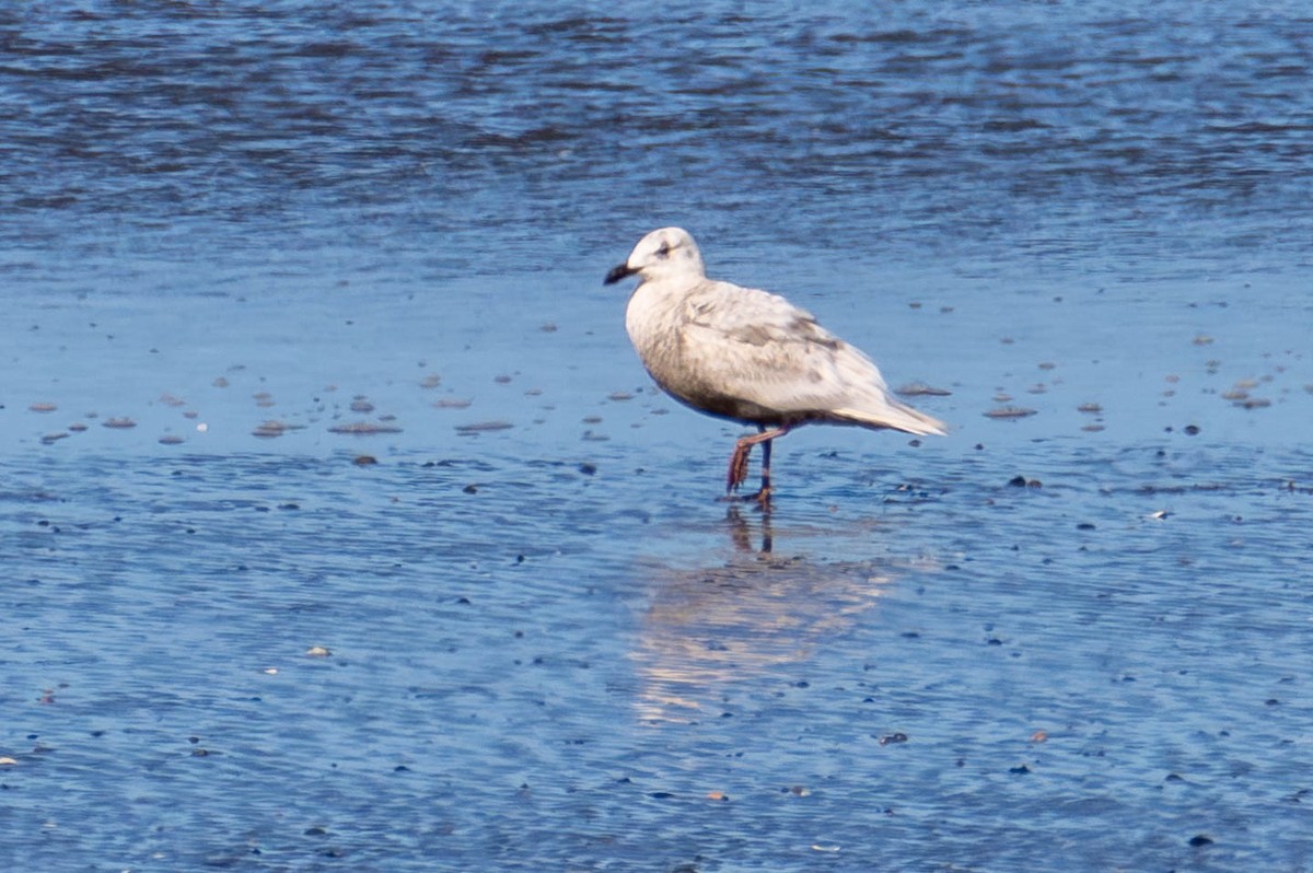 Glaucous-winged Gull - ML621617390