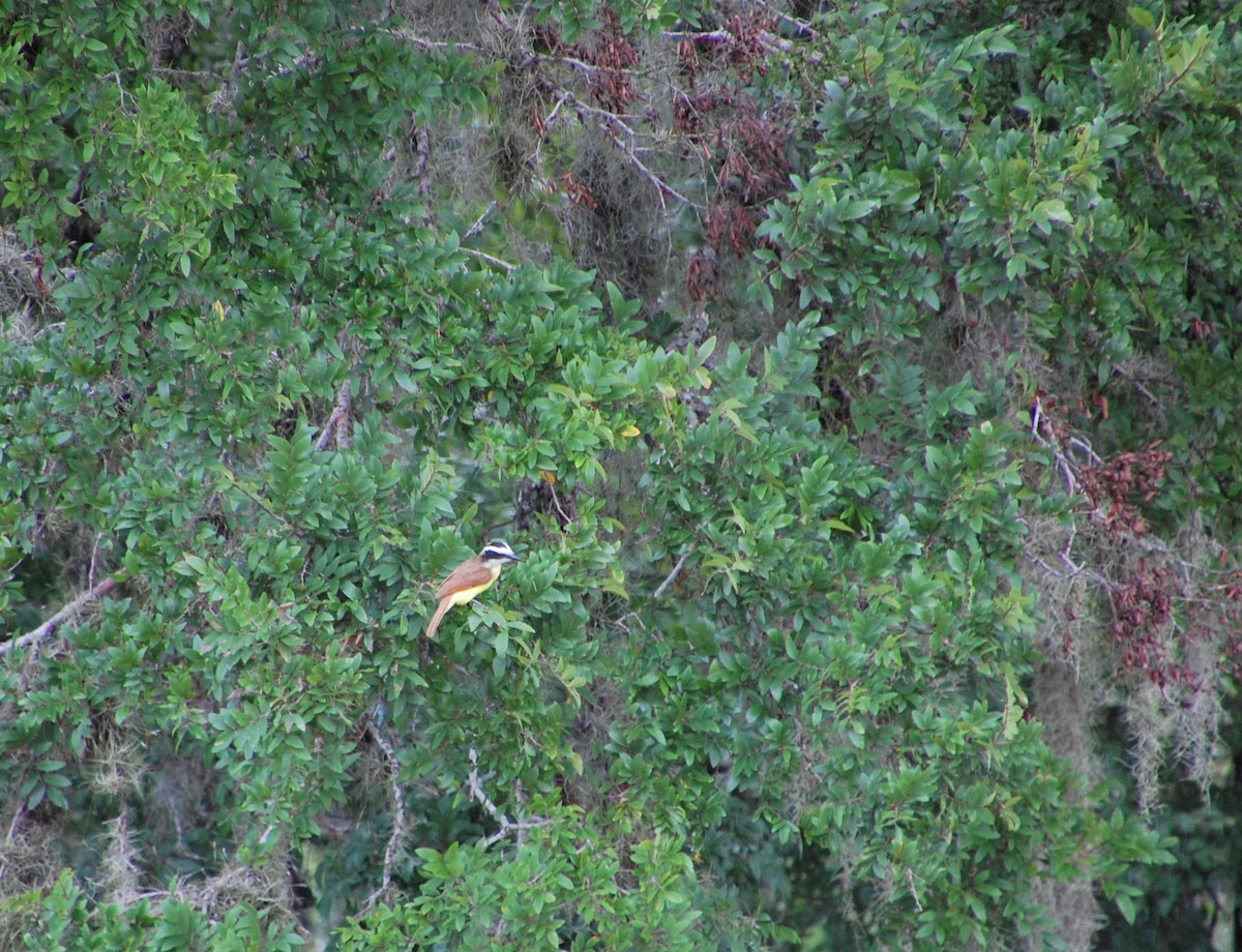 Great Kiskadee - ML62161741