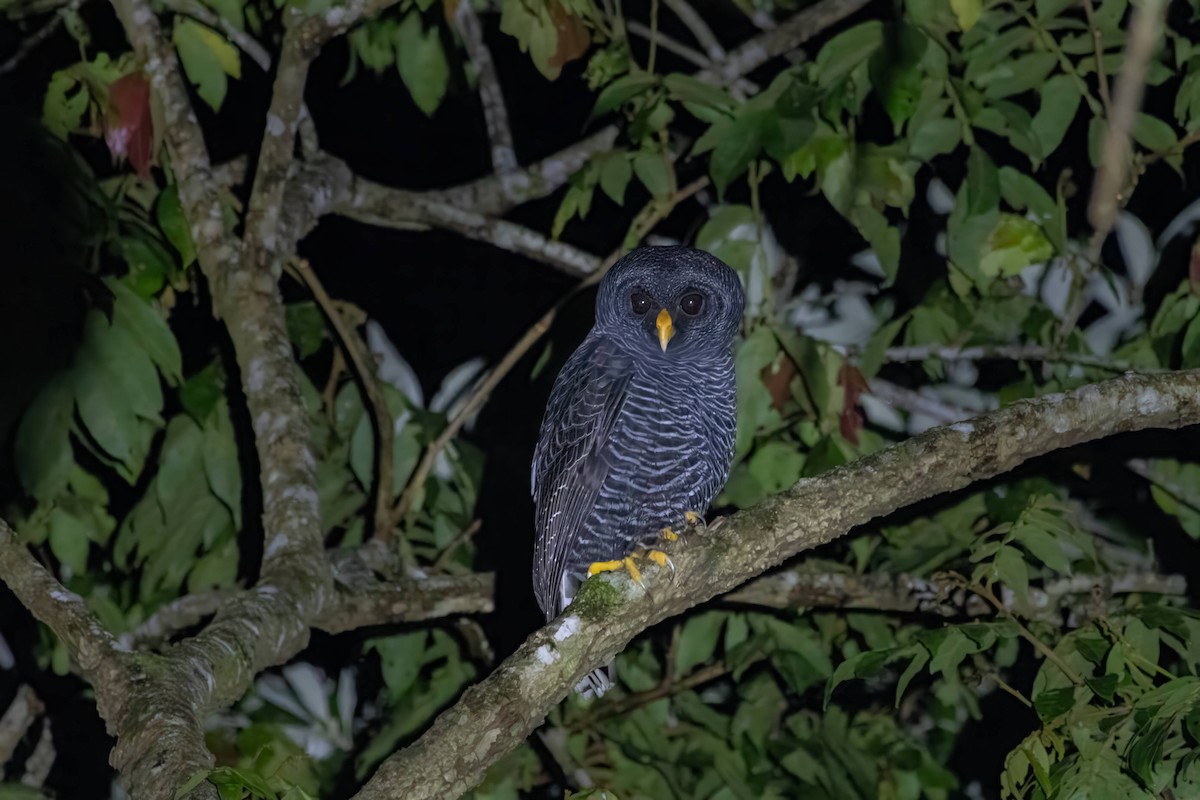 Black-banded Owl - ML621617411