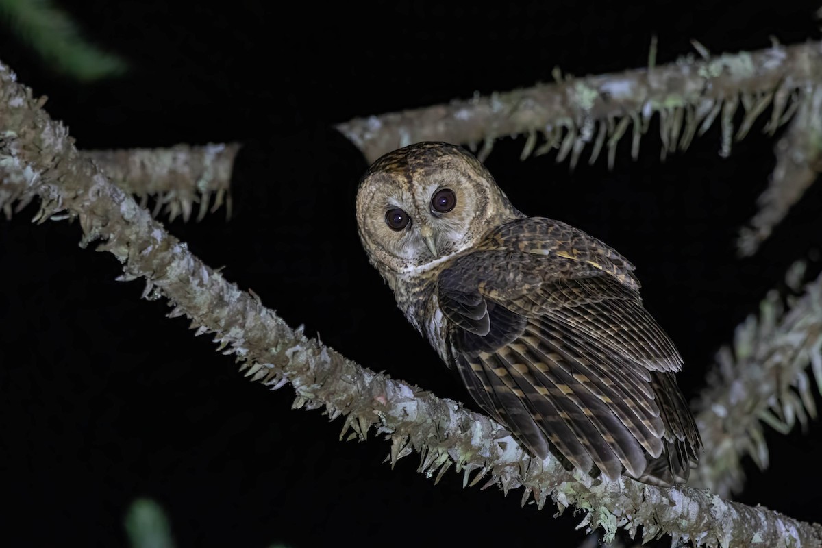 Rusty-barred Owl - ML621617445