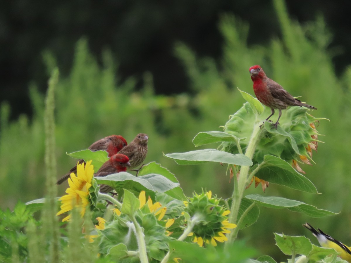 House Finch - ML621617459