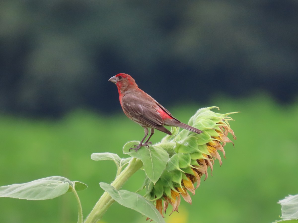 House Finch - ML621617460