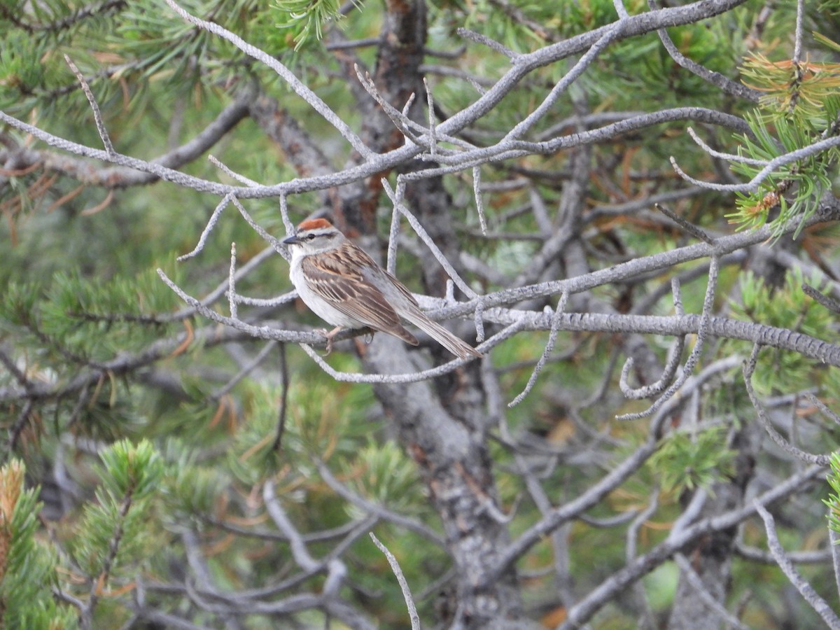 Chipping Sparrow - ML621617469